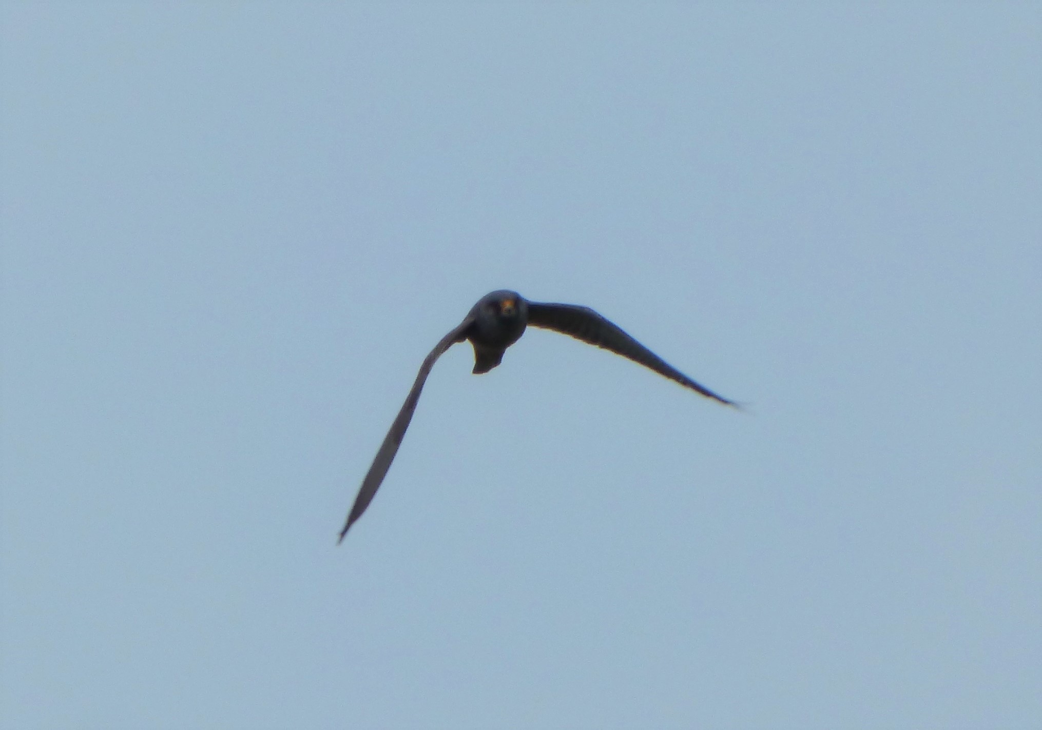 Falchi cuculi (Falco vespertinus),  maschio e femmina